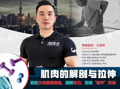 常用的31块肌肉解剖